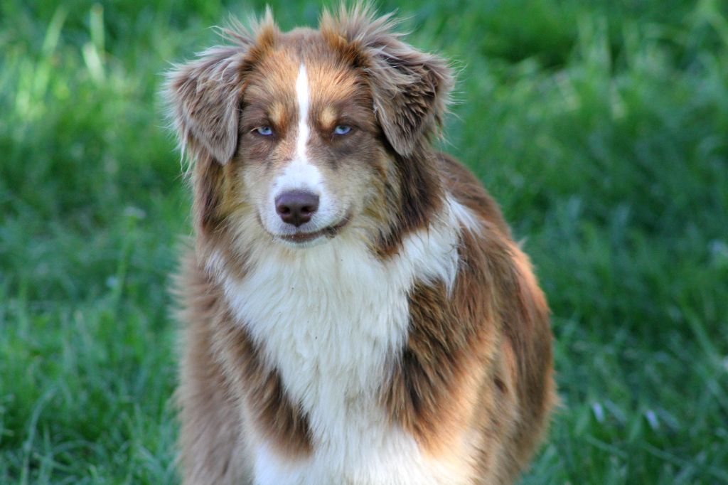 Raiponce Des Bergers Aux Yeux De Ciel