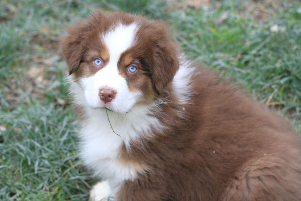 chiot Berger Australien De La Tombée De La Nuit