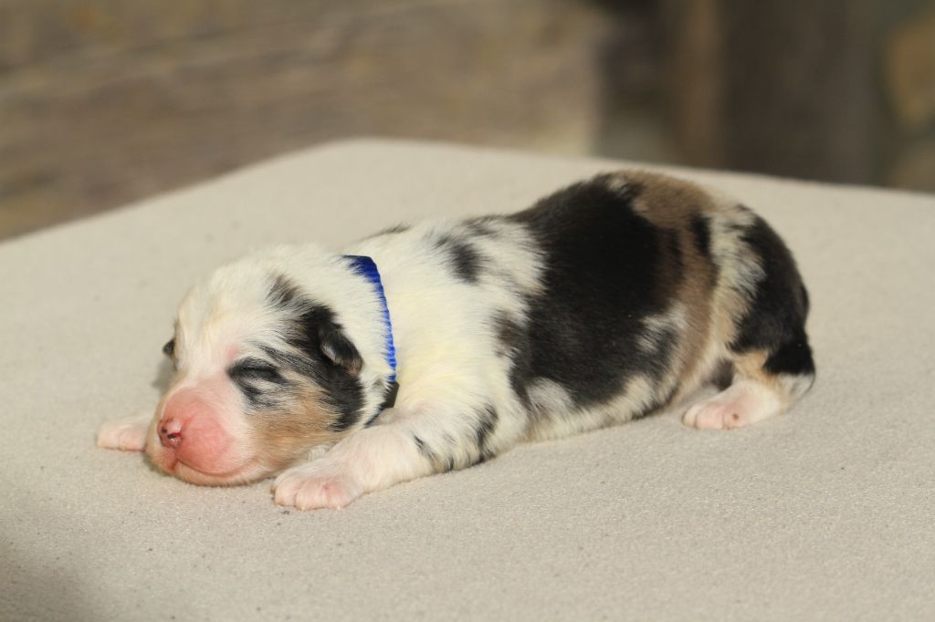 De La Tombée De La Nuit - Chiot disponible  - Berger Australien