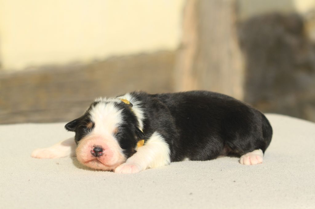 De La Tombée De La Nuit - Chiot disponible  - Berger Australien