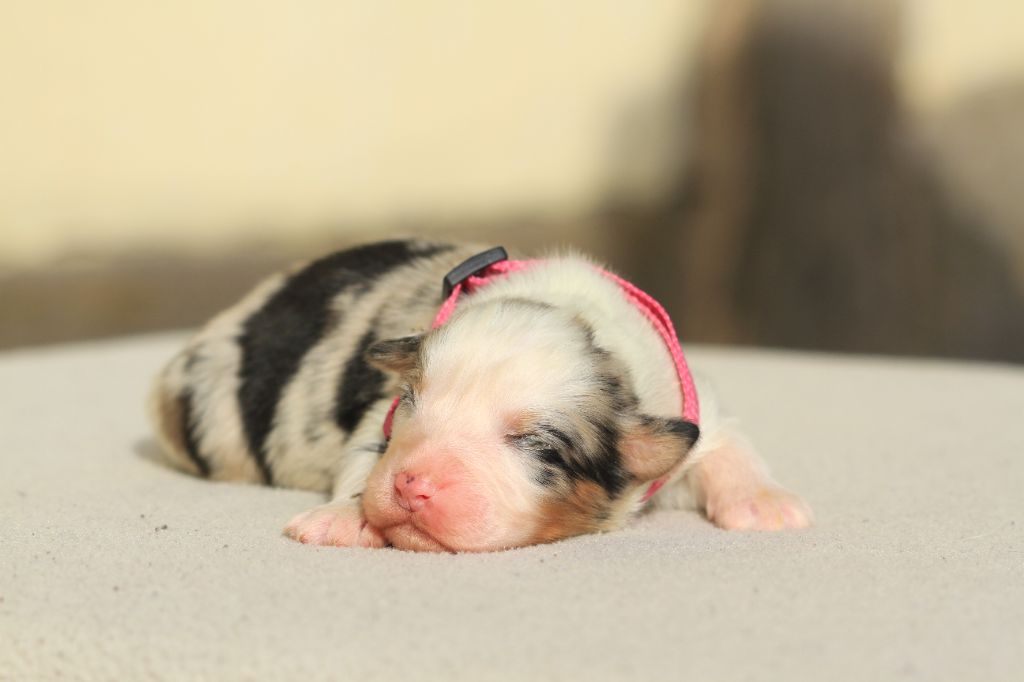 De La Tombée De La Nuit - Chiot disponible  - Berger Australien