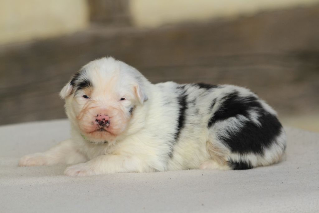 De La Tombée De La Nuit - Chiot disponible  - Berger Australien