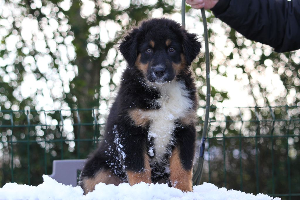 chiot Berger Australien De La Tombée De La Nuit