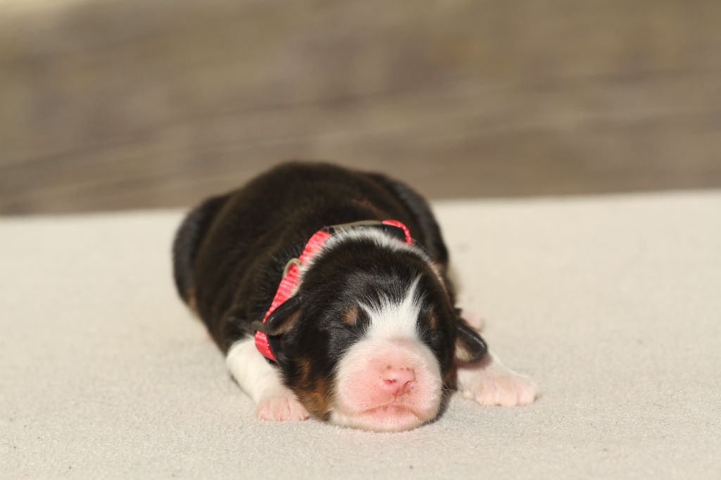 chiot Berger Australien De La Tombée De La Nuit