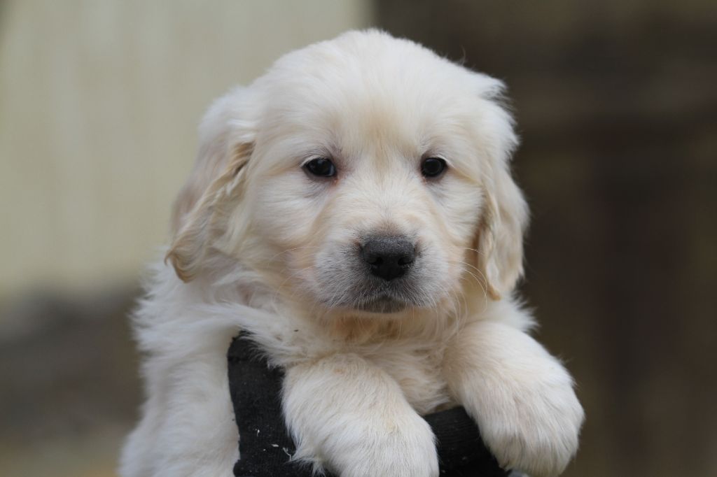 De La Tombée De La Nuit - Chiot disponible  - Golden Retriever