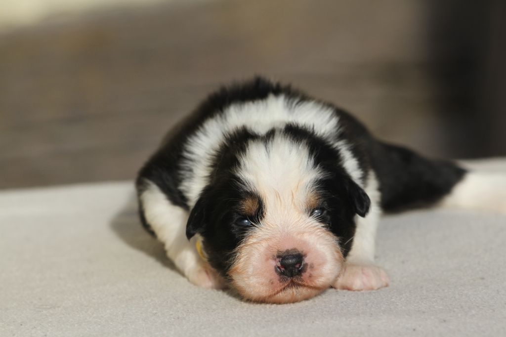 De La Tombée De La Nuit - Chiot disponible  - Berger Australien