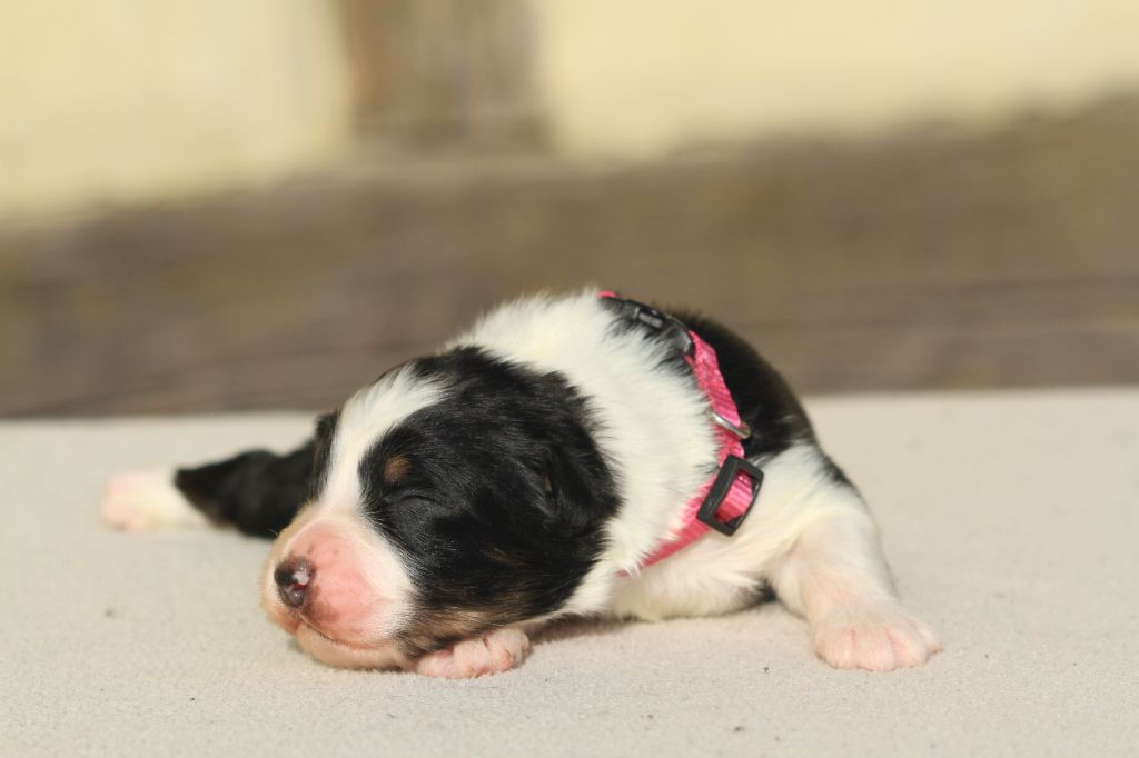 De La Tombée De La Nuit - Chiot disponible  - Berger Australien