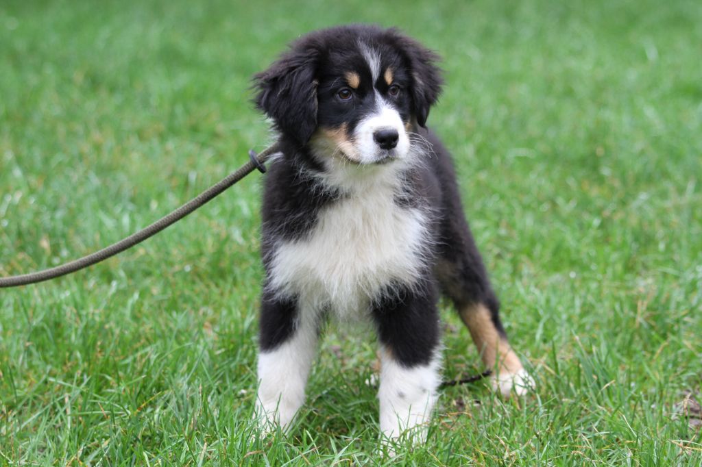 chiot Berger Australien De La Tombée De La Nuit