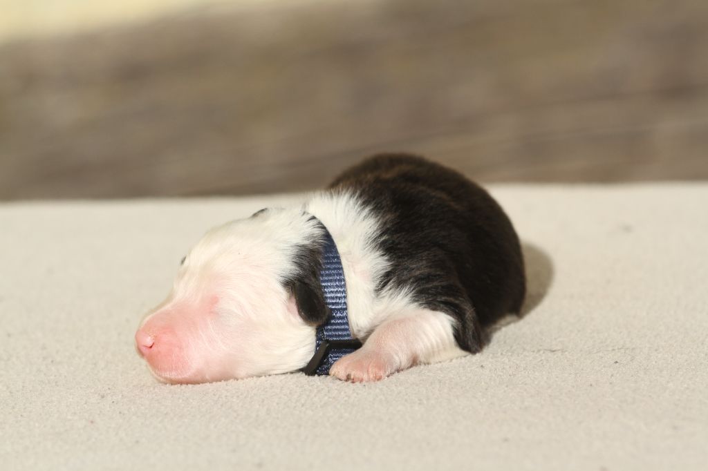 De La Tombée De La Nuit - Chiot disponible  - Berger Australien