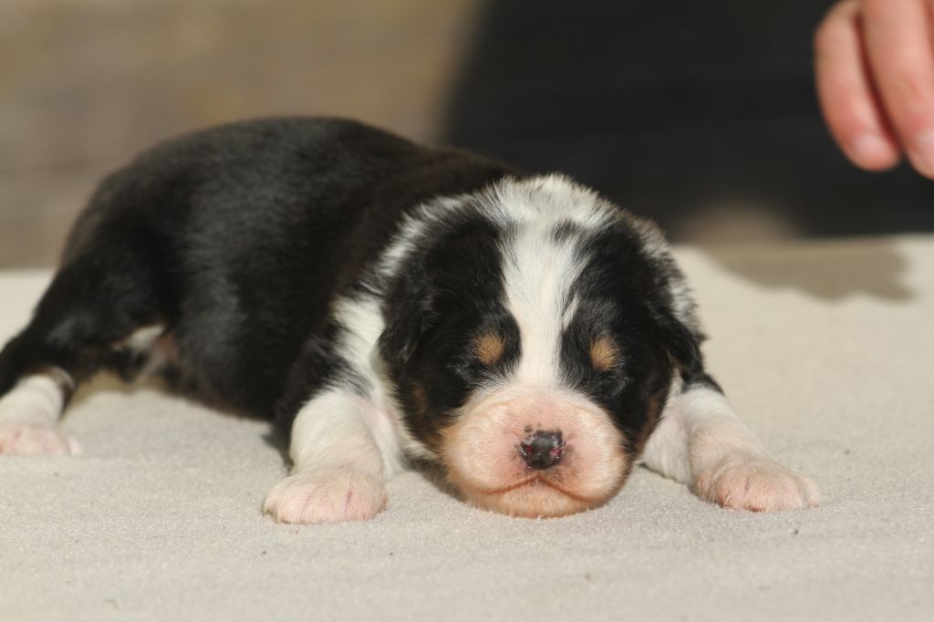 De La Tombée De La Nuit - Chiot disponible  - Berger Australien