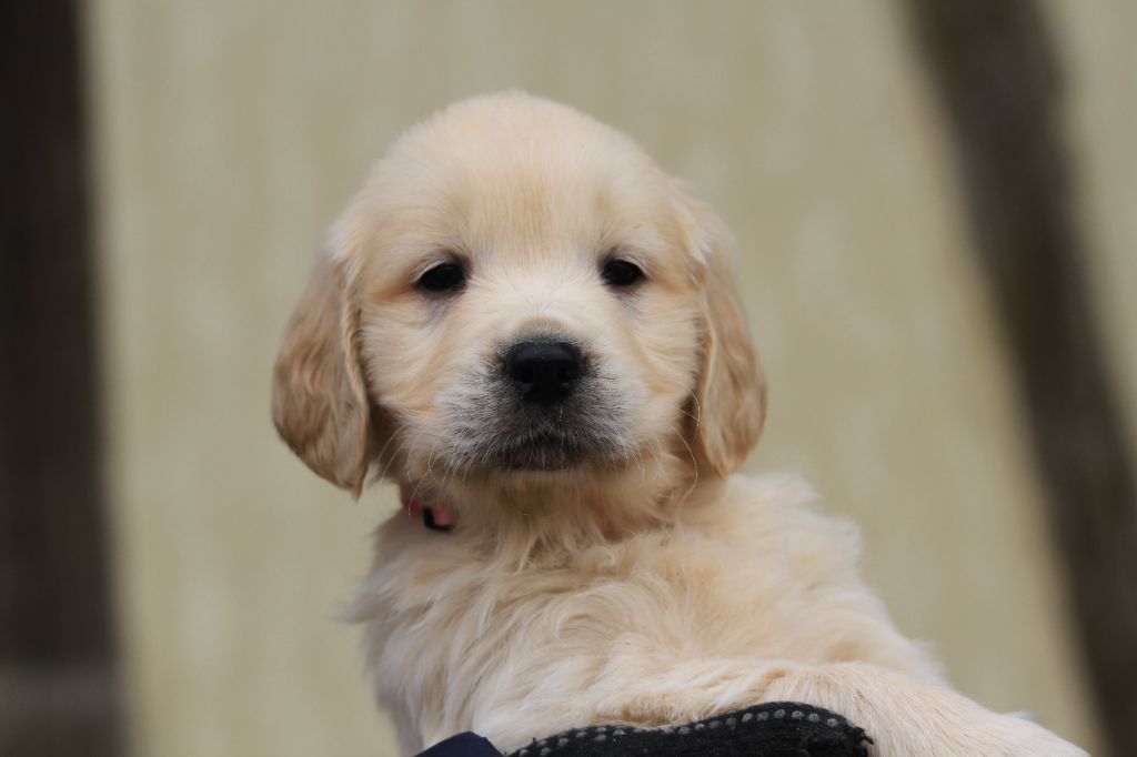 De La Tombée De La Nuit - Chiot disponible  - Golden Retriever