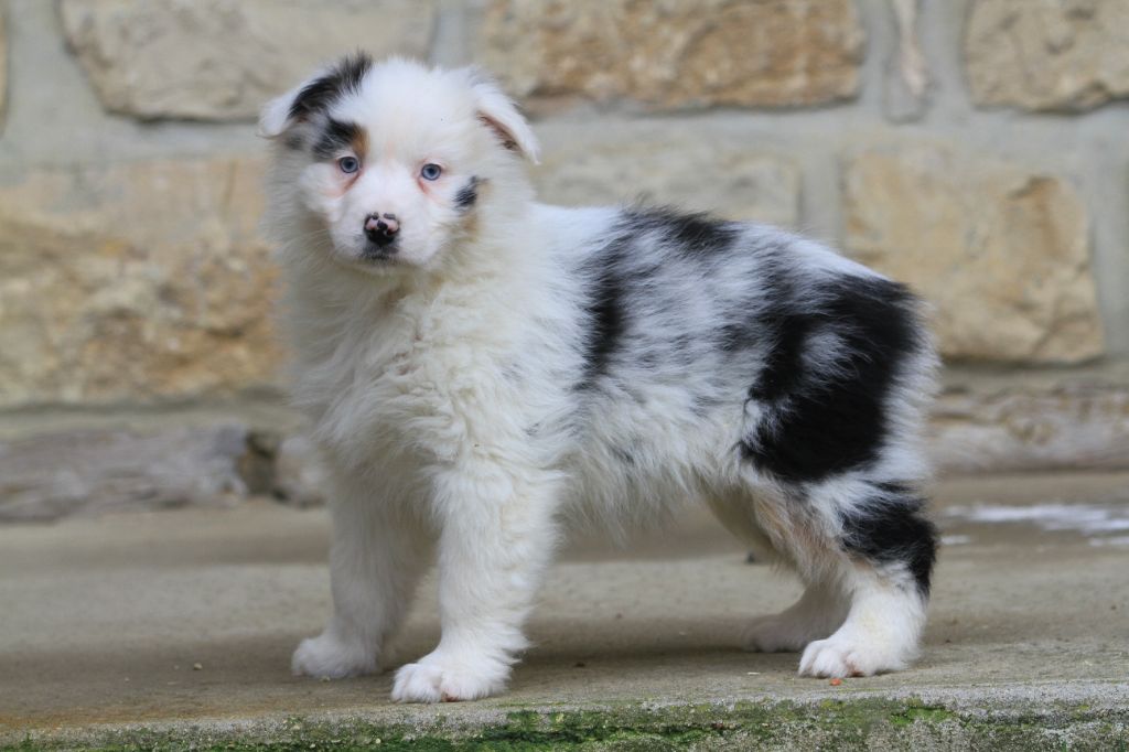 De La Tombée De La Nuit - Chiot disponible  - Berger Australien