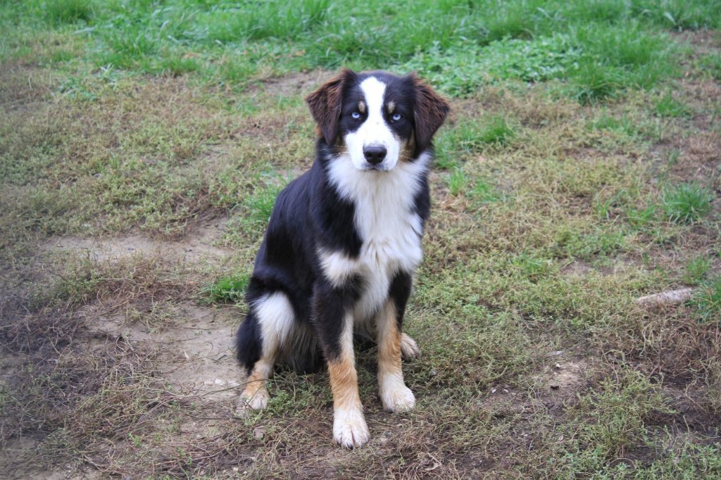 chiot Berger Australien De La Tombée De La Nuit