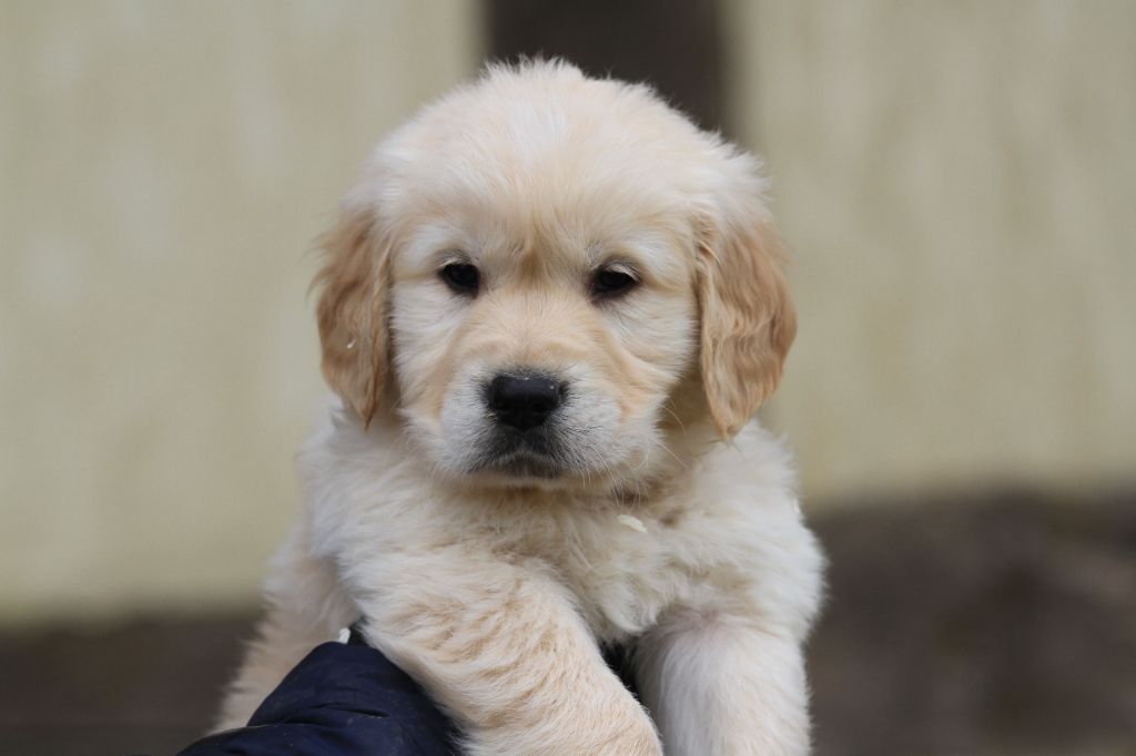 De La Tombée De La Nuit - Chiot disponible  - Golden Retriever