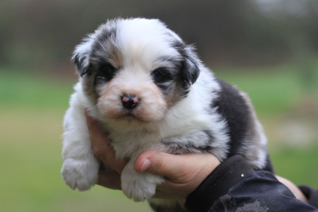 De La Tombée De La Nuit - Chiot disponible  - Berger Australien