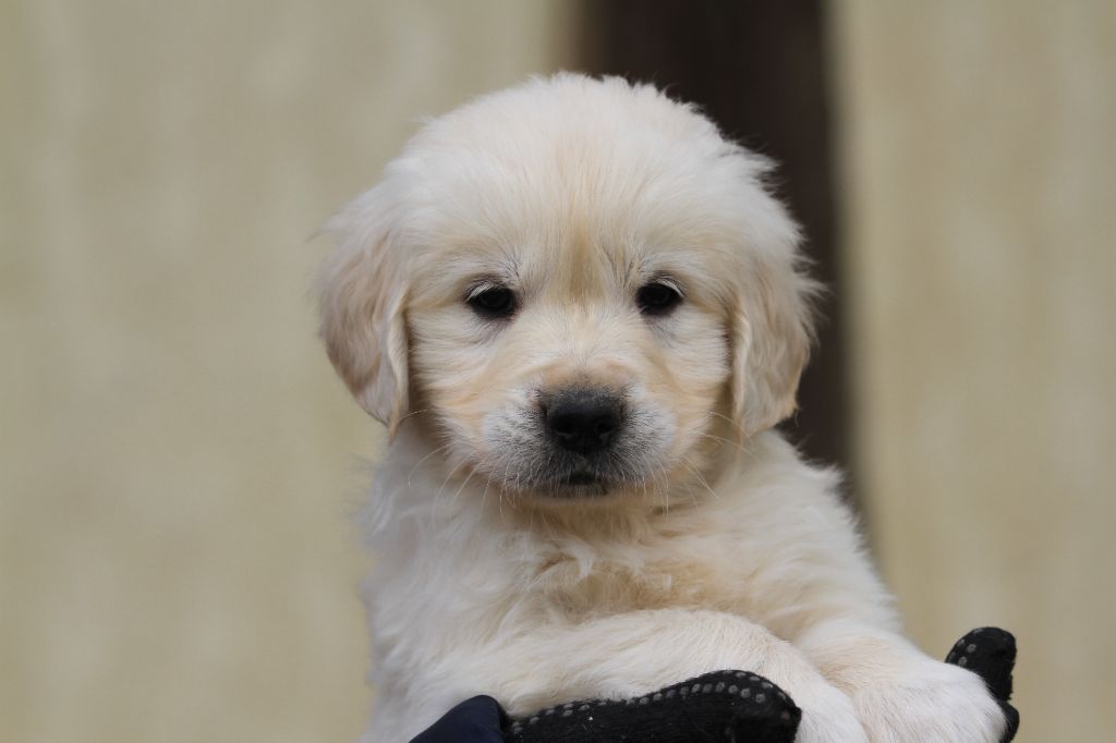 De La Tombée De La Nuit - Chiot disponible  - Golden Retriever