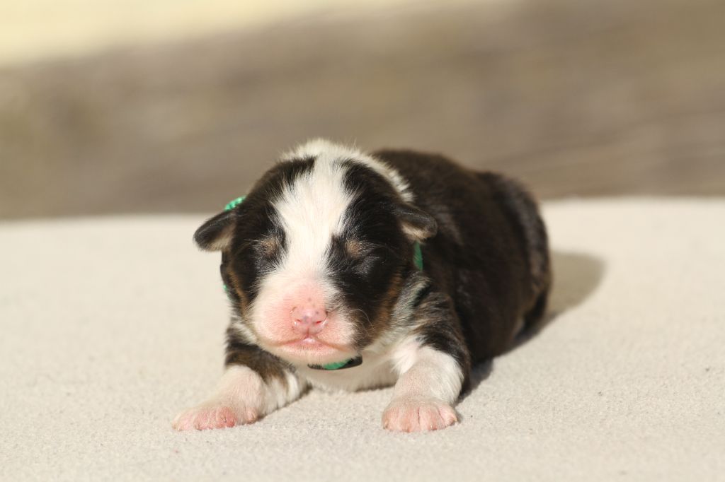 De La Tombée De La Nuit - Chiot disponible  - Berger Australien