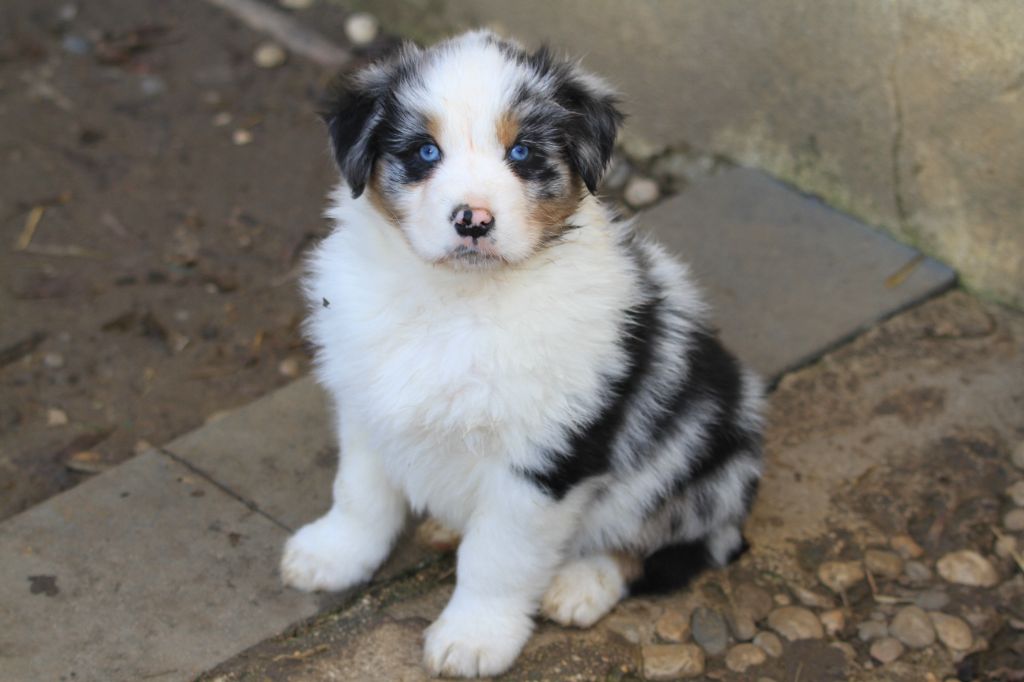 chiot Berger Australien De La Tombée De La Nuit