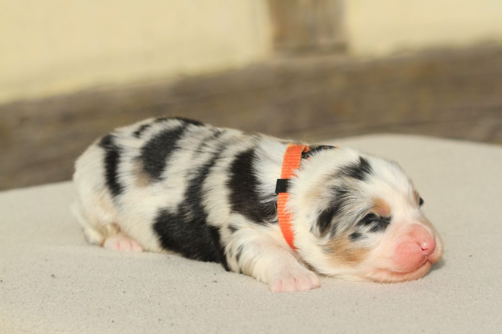 chiot Berger Australien De La Tombée De La Nuit