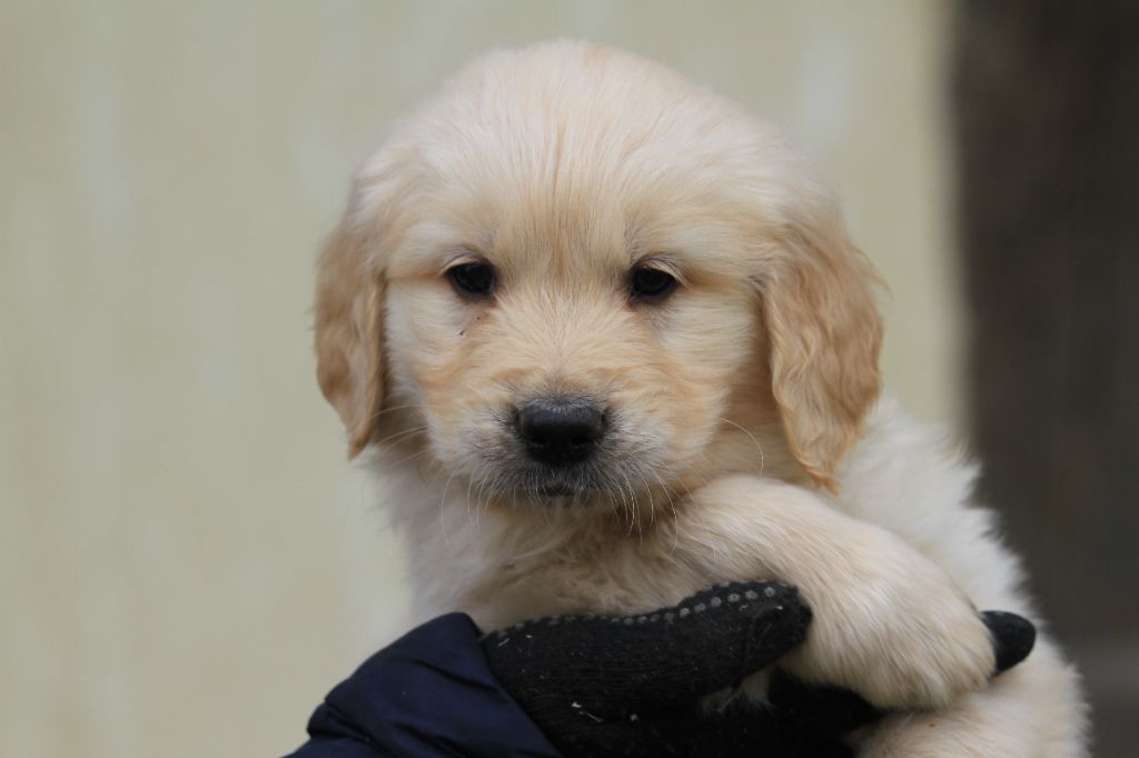 De La Tombée De La Nuit - Chiot disponible  - Golden Retriever