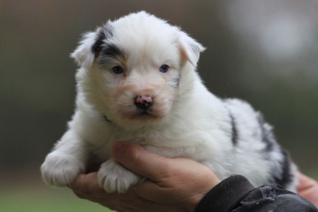 De La Tombée De La Nuit - Chiot disponible  - Berger Australien