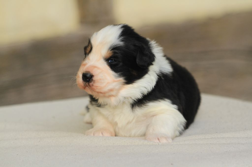 De La Tombée De La Nuit - Chiot disponible  - Berger Australien