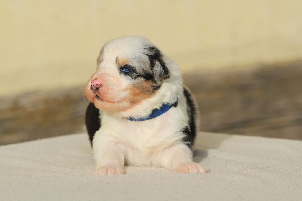 De La Tombée De La Nuit - Chiot disponible  - Berger Australien