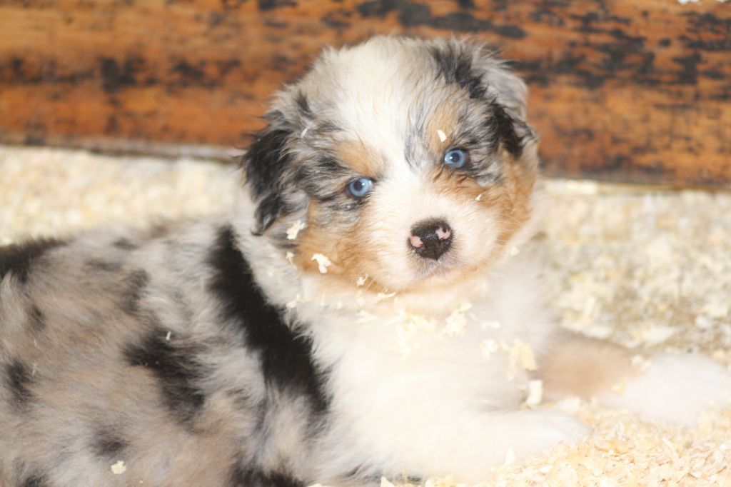 chiot Berger Australien De La Tombée De La Nuit