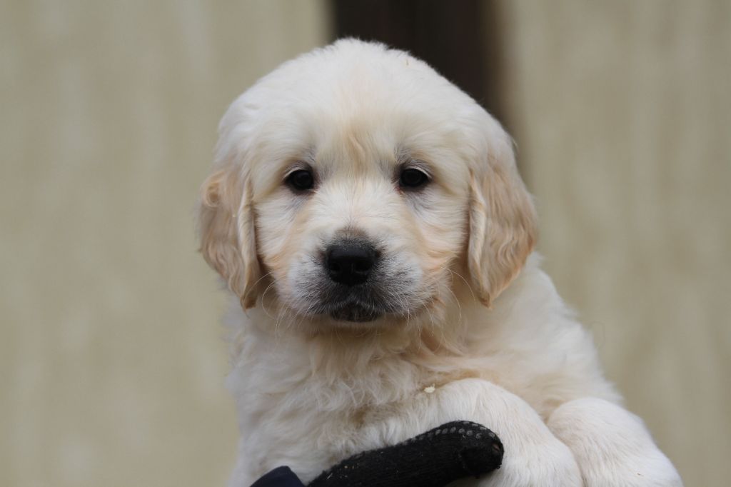 De La Tombée De La Nuit - Chiot disponible  - Golden Retriever