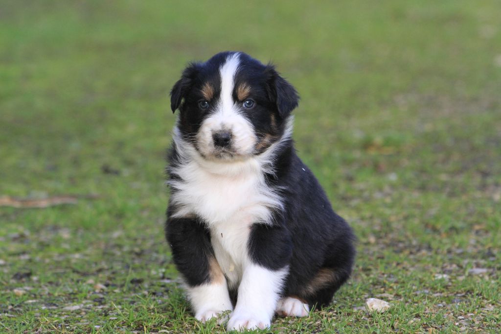 De La Tombée De La Nuit - Chiot disponible  - Berger Australien