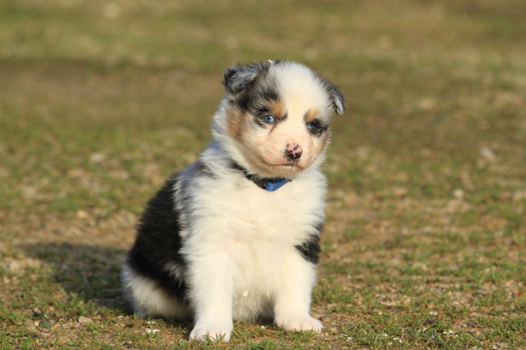 De La Tombée De La Nuit - Chiot disponible  - Berger Australien