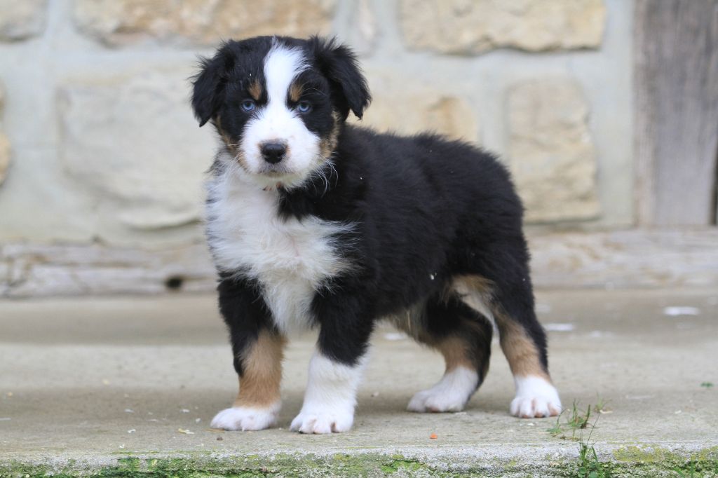 De La Tombée De La Nuit - Chiot disponible  - Berger Australien