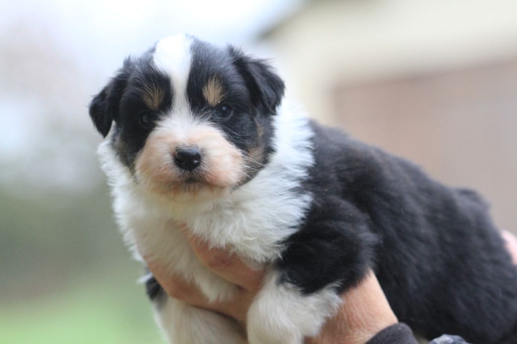 De La Tombée De La Nuit - Chiot disponible  - Berger Australien