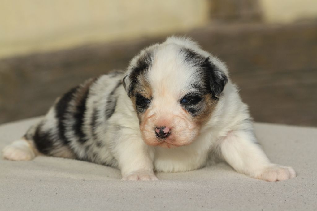 De La Tombée De La Nuit - Chiot disponible  - Berger Australien