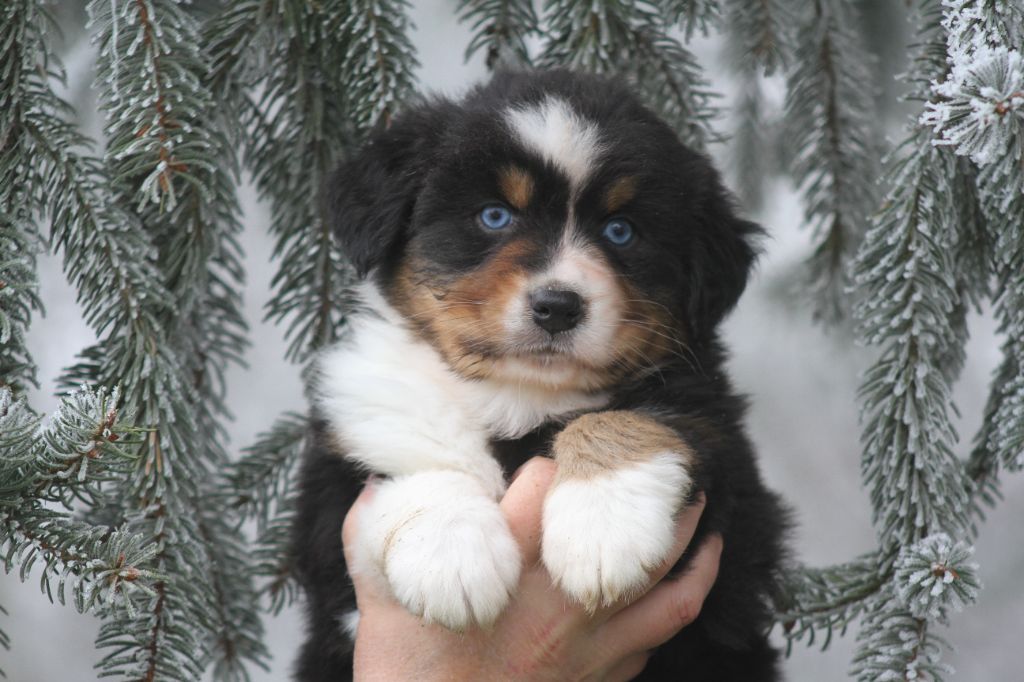 chiot Berger Australien De La Tombée De La Nuit