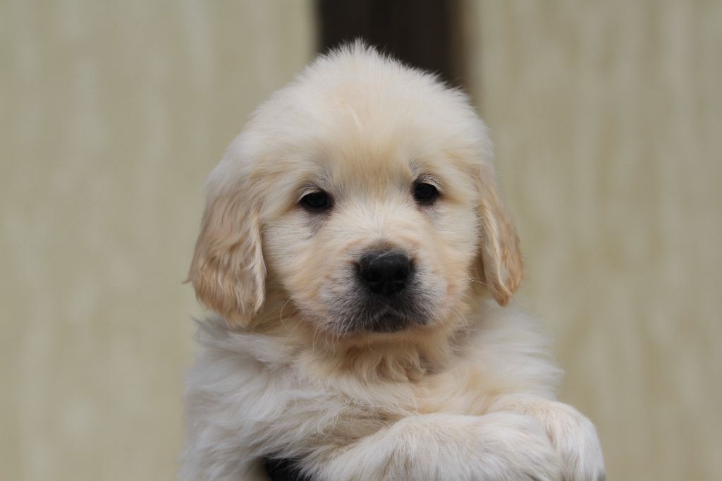 De La Tombée De La Nuit - Chiot disponible  - Golden Retriever