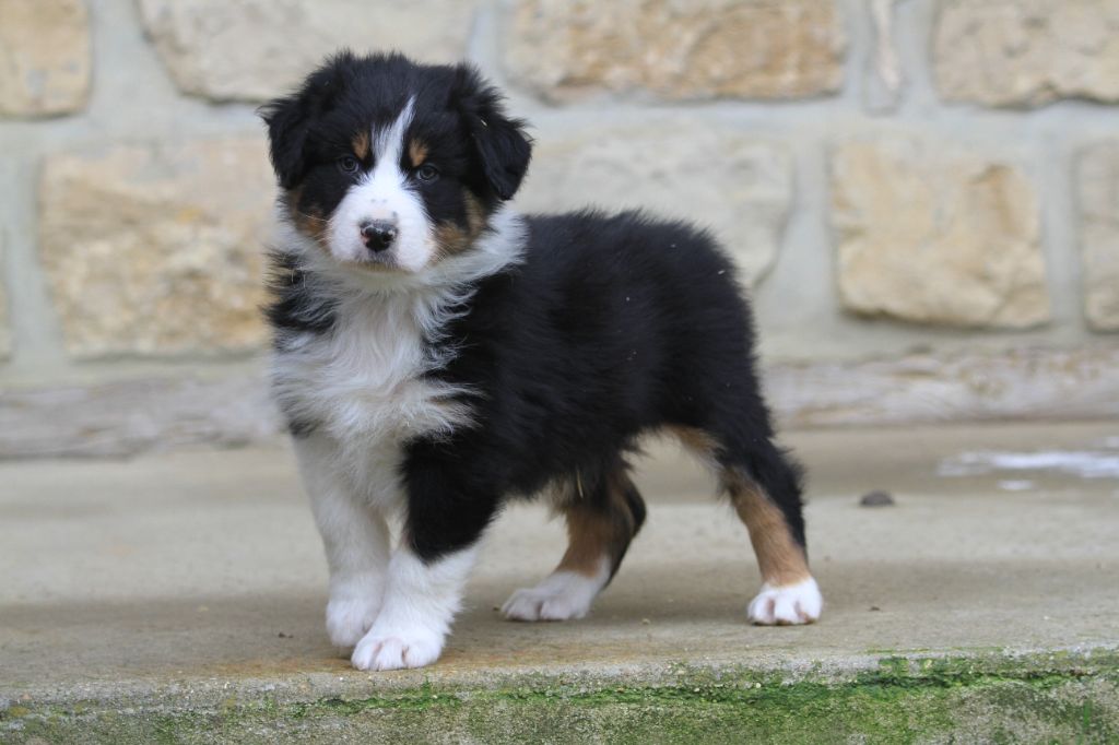 De La Tombée De La Nuit - Chiot disponible  - Berger Australien