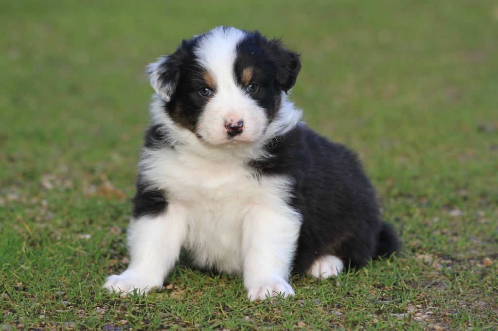 De La Tombée De La Nuit - Chiot disponible  - Berger Australien