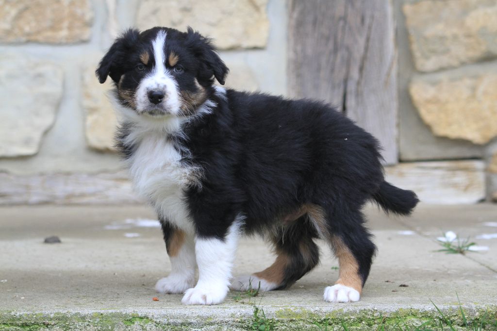 De La Tombée De La Nuit - Chiot disponible  - Berger Australien