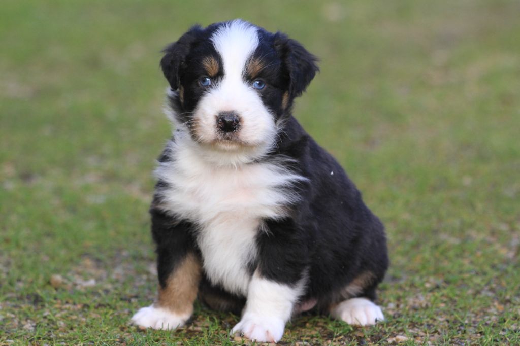 De La Tombée De La Nuit - Chiot disponible  - Berger Australien