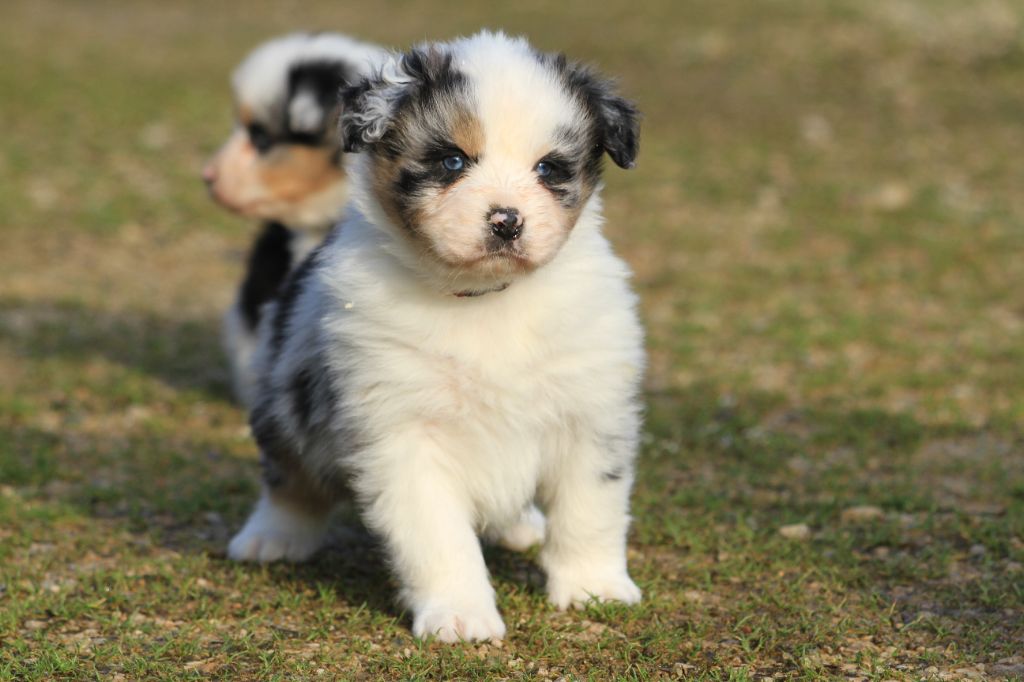 De La Tombée De La Nuit - Chiot disponible  - Berger Australien