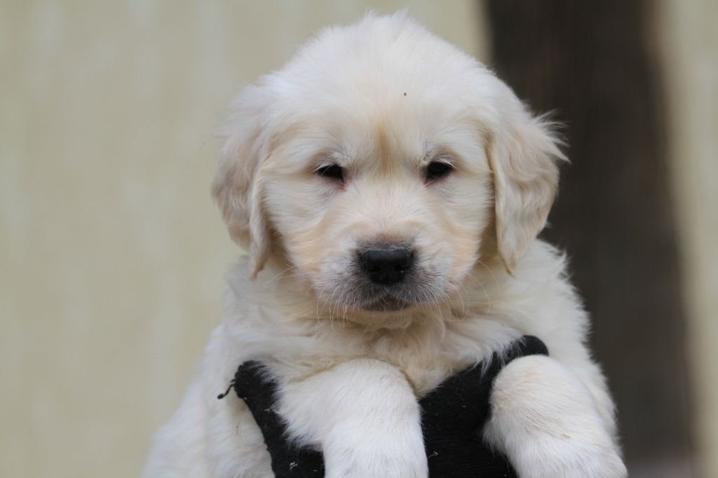 De La Tombée De La Nuit - Chiot disponible  - Golden Retriever