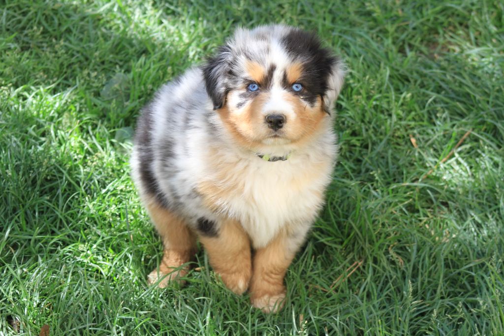 chiot Berger Australien De La Tombée De La Nuit