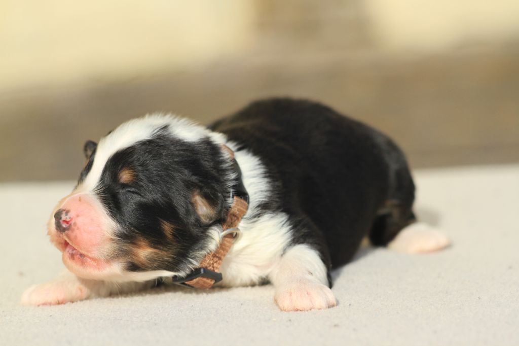 De La Tombée De La Nuit - Chiot disponible  - Berger Australien