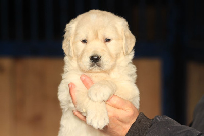 De La Tombée De La Nuit - Golden Retriever - Portée née le 21/11/2024