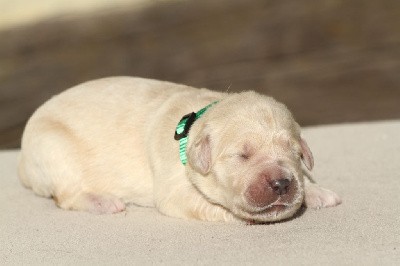 Femelle (collier vert)