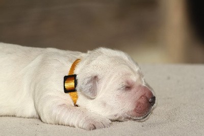 Femelle (collier jaune)