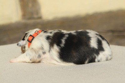 Femelle (collier orange)