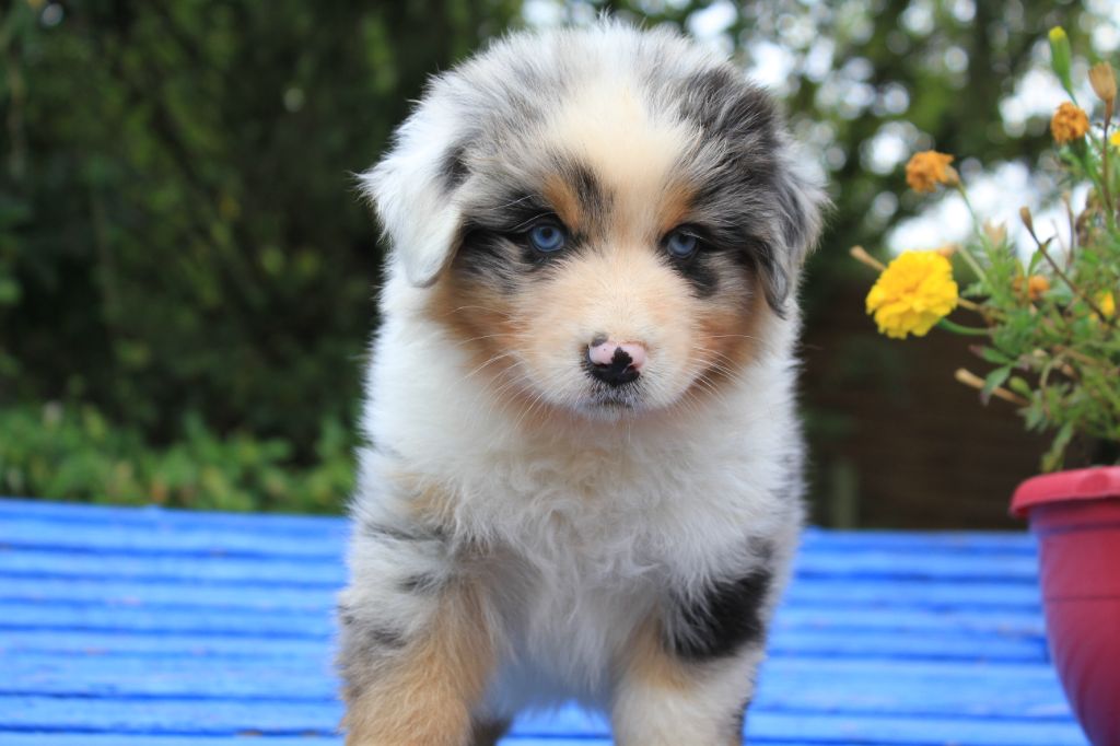 chiot Berger Australien De La Tombée De La Nuit