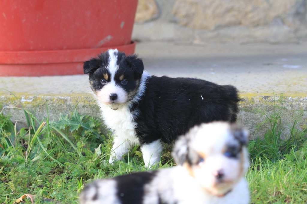 De La Tombée De La Nuit - Chiot disponible  - Berger Australien